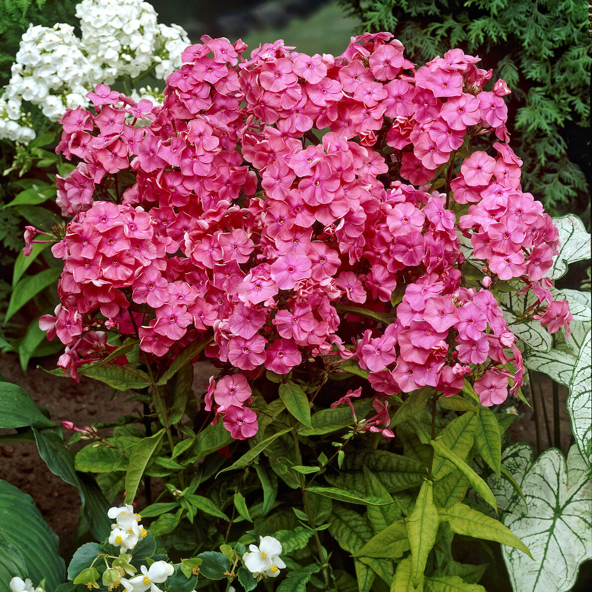 3 Phlox paniculé Rijnstroom