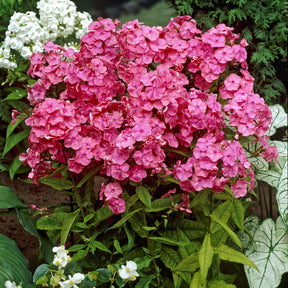 3 Phlox paniculé Rijnstroom - Willemse