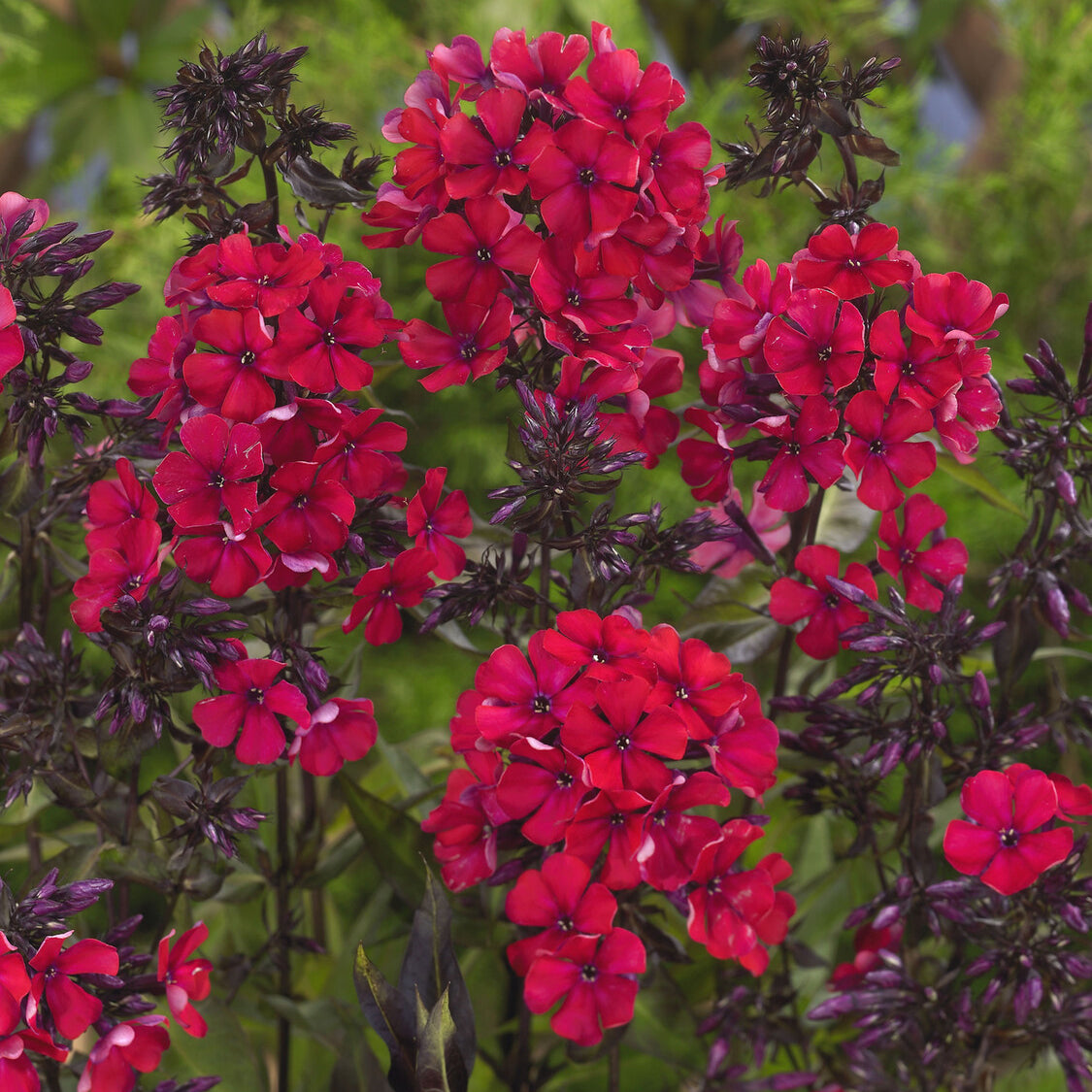 3 Phlox paniculé Starfire