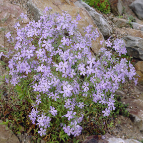 3 Phlox rampant Blue Ridge - Willemse