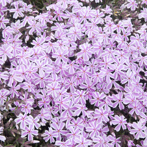 Phlox - 3 Phlox mousse Candy Stripes - Phlox subulata Candy Stripes