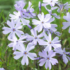 3 Phlox mousse Emerald Cushion Blue - Willemse