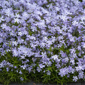 3 Phlox mousse Emerald Cushion Blue - Phlox subulata Emerald Cushion Blue - Willemse