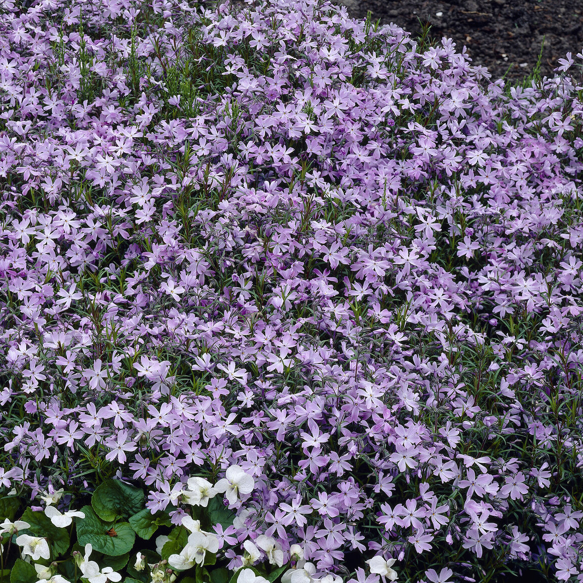 Vente 3 Phlox mousse Emerald Cushion Blue - Phlox subulata Emerald Cushion Blue