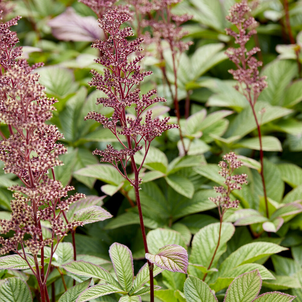 Rodgersia pinnata - Willemse