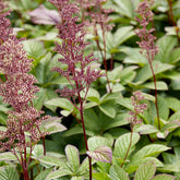 Rodgersia pinnata - Willemse