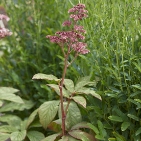 Rodgersia pinnata - Rodgersia pinnata - Willemse