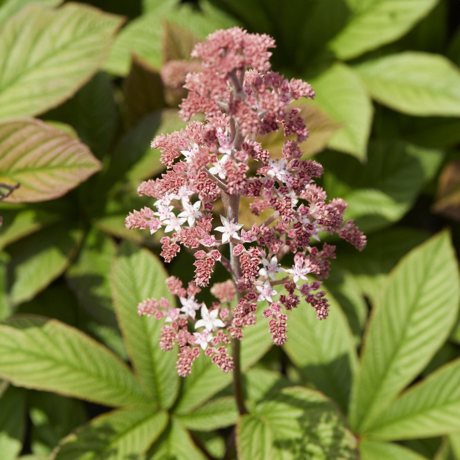 Rodgersia pinnata - Rodgersia pinnata - Rodgersia