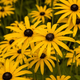 3 Rudbeckia deamii - Willemse