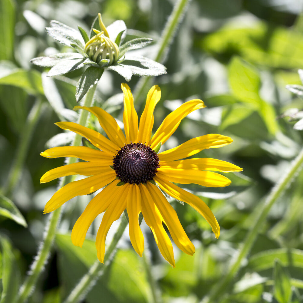 Rudbeckia - 3 Rudbeckia deamii - Rudbeckia fulgida deamii