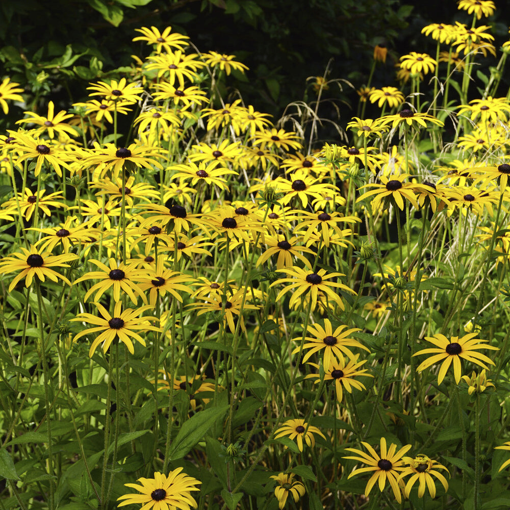 3 Rudbeckia deamii