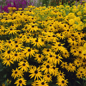 Rudbeckia fulgida deamii - 3 Rudbeckia deamii - Rudbeckia