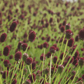 Sanguisorba officinalis Tanna - Pimprenelle officinale Tanna - Sanguisorbe - Sanguisorba