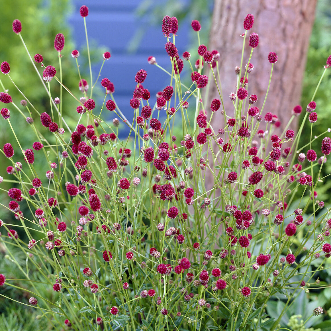 Pimprenelle officinale Tanna - Sanguisorba officinalis Tanna - Willemse