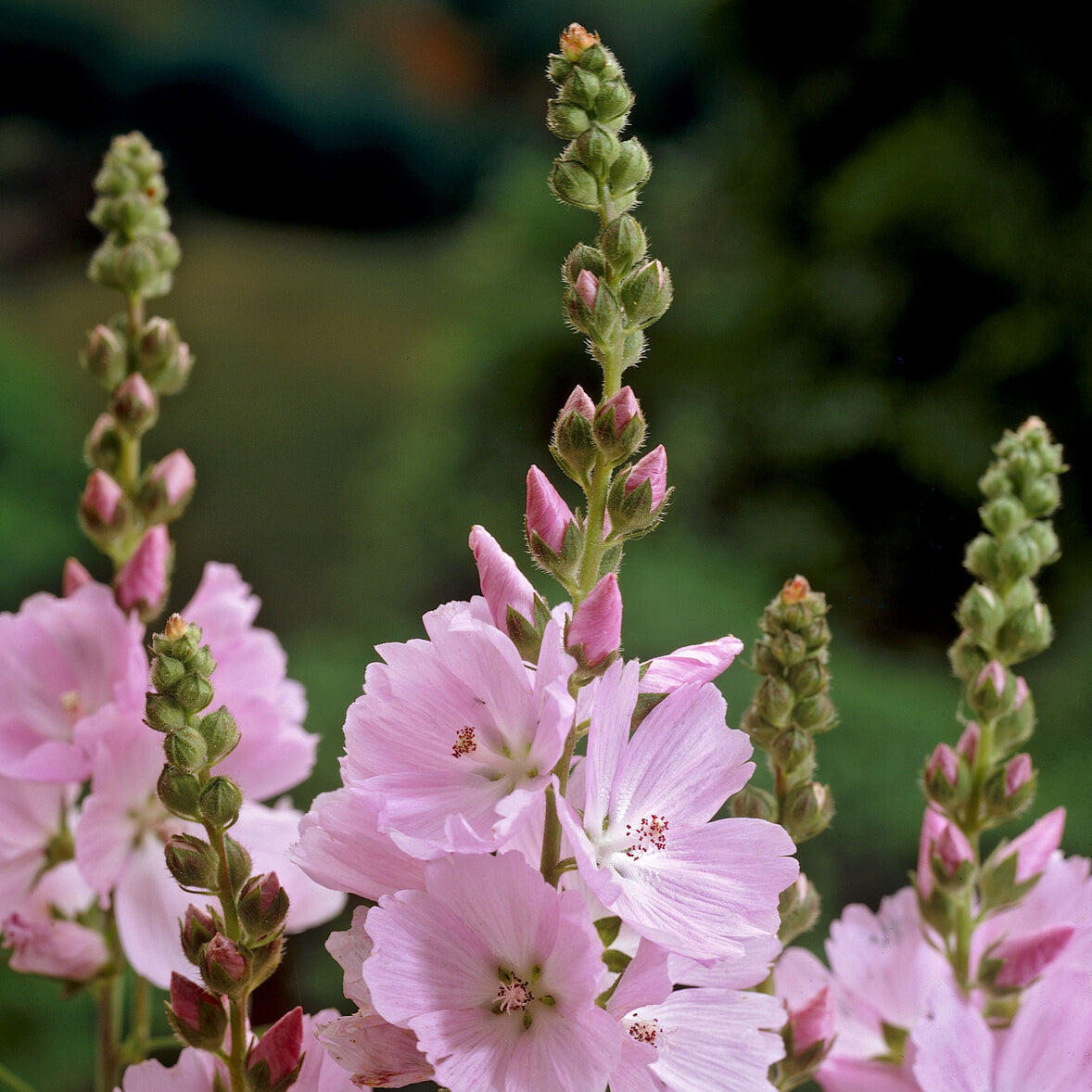 Mauve de la prairie Elsie Heugh