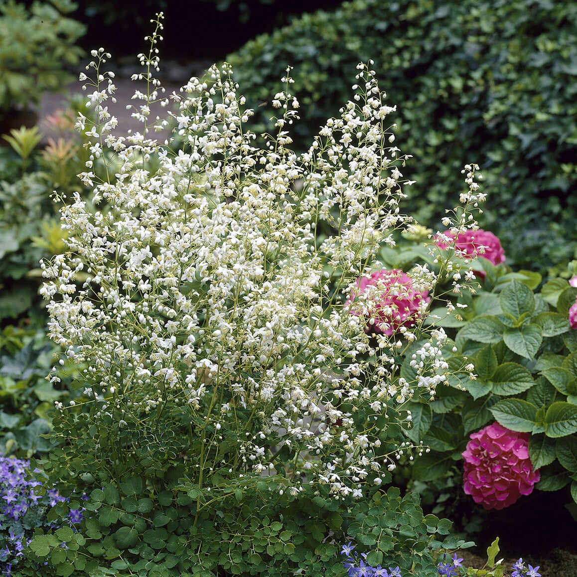 Thalictrum delavayi Album - Pigamon Delavayi blanc - Pigamon - Thalictrum