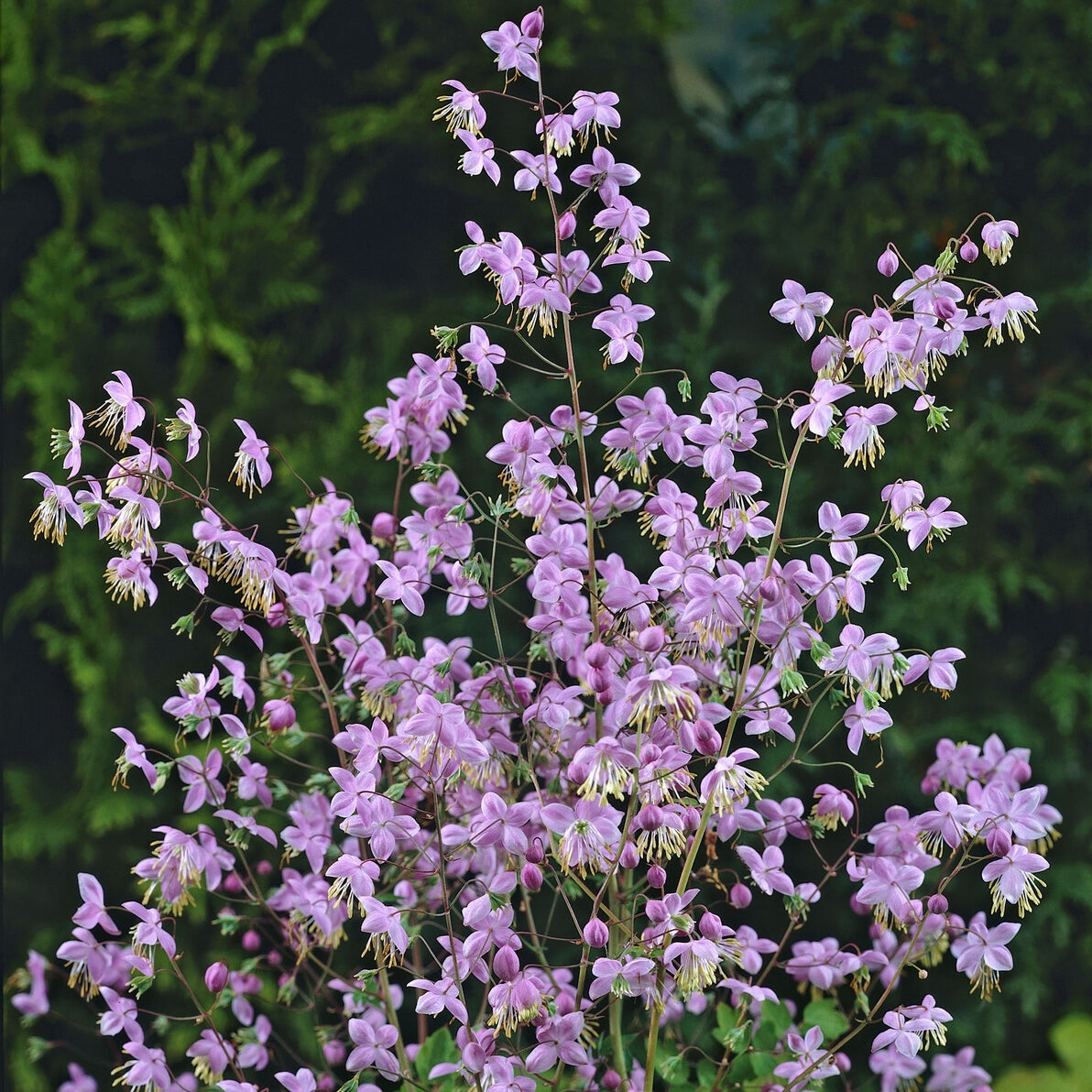 Thalictrum rochebrunianum - Pigamon de Rochebrun - Pigamon - Thalictrum