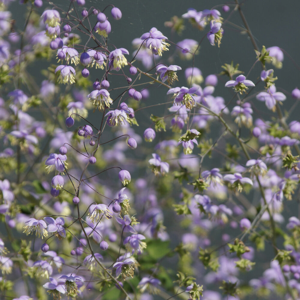 Pigamon de Rochebrun - Thalictrum rochebrunianum - Willemse