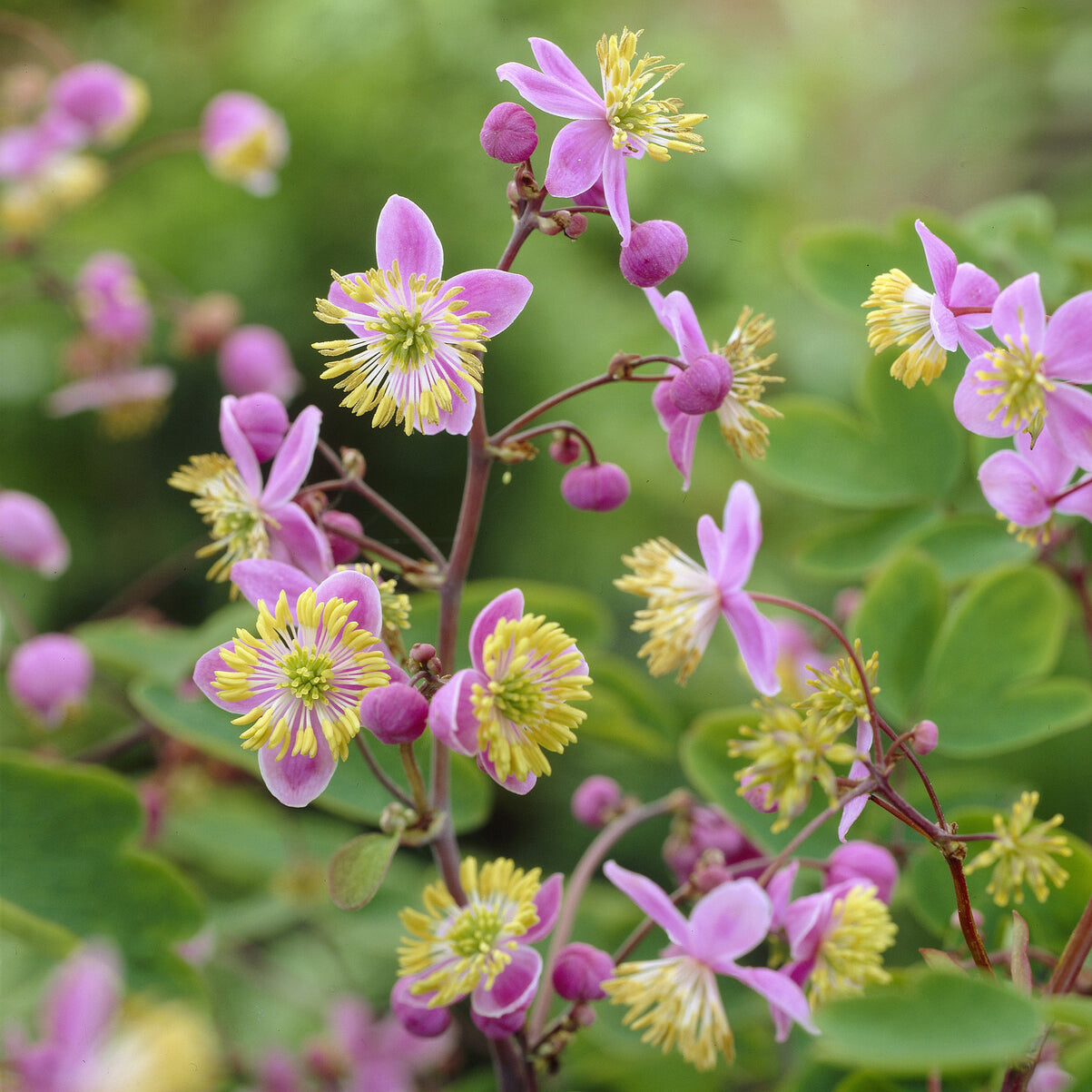 Pigamon - Thalictrum - Pigamon de Rochebrun - Thalictrum rochebrunianum