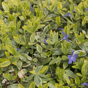 3 Petites pervenches Aureovariegata - Vinca minor Aureovariegata - Willemse