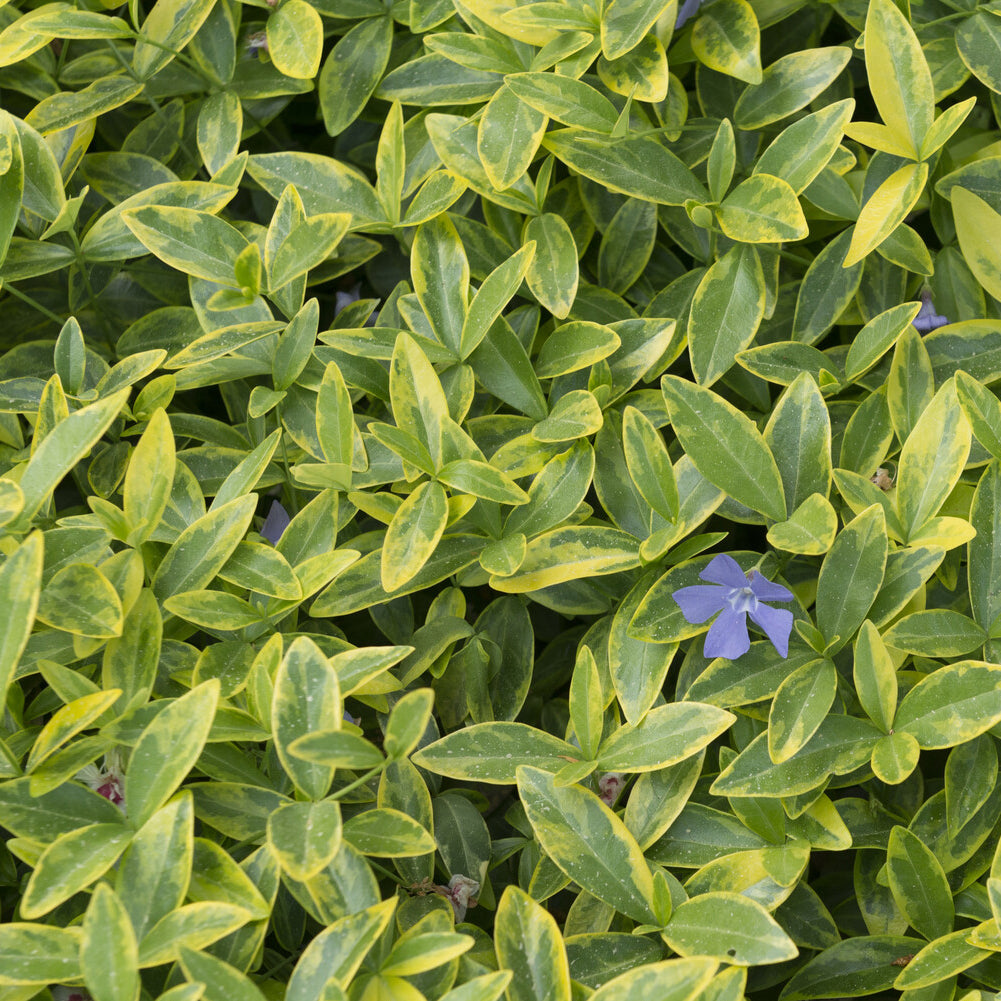 Vinca minor Aureovariegata - 3 Petites pervenches Aureovariegata - Pervenche