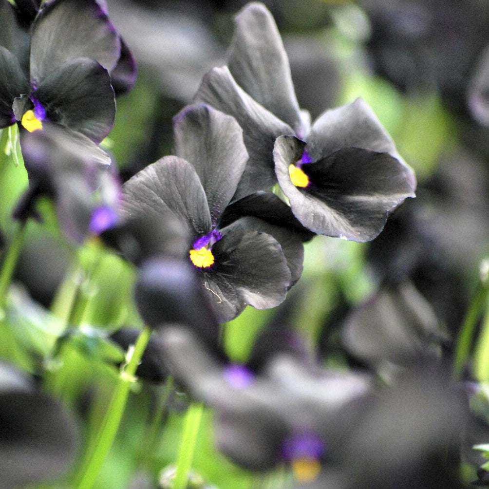 3 Violettes cornue Molly Sanderson - Pensée - Viola cornuta Molly Sanderson - Willemse