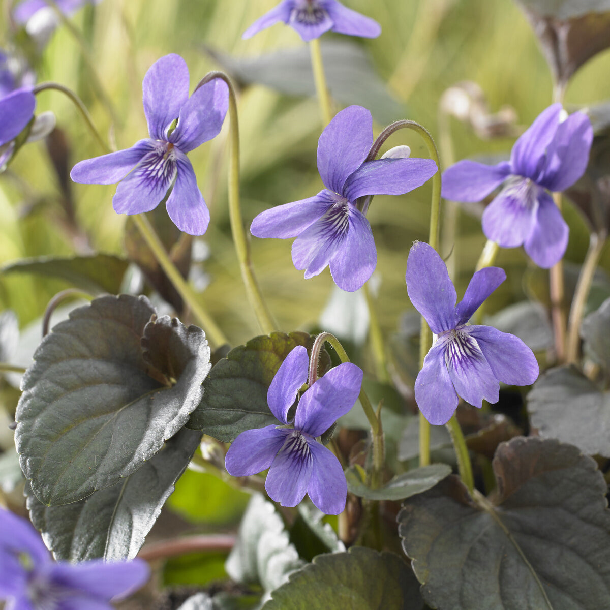 3 Violettes de Labrador - Viola labradorica - Willemse