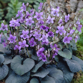 Viola labradorica - 3 Violettes de Labrador - Violette - Pensée