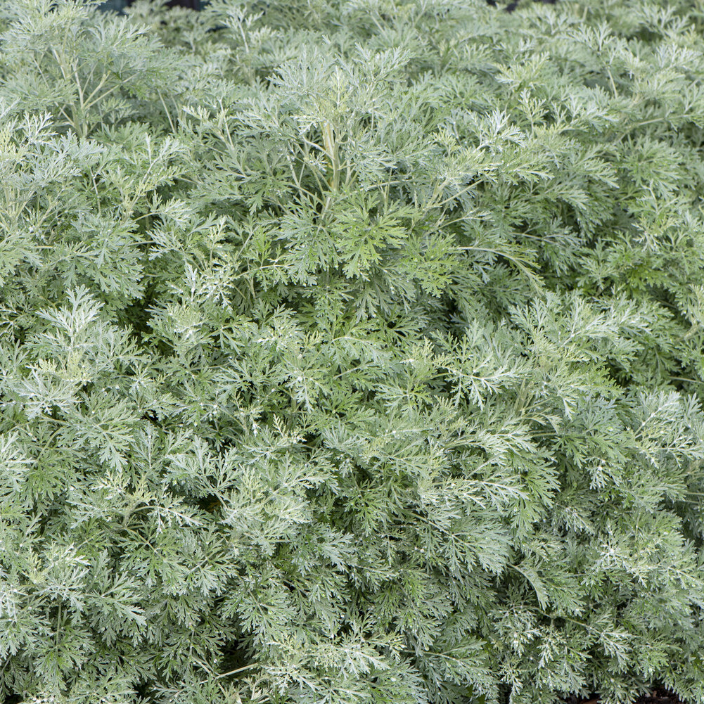 Armoise Powis Castle - Artemisia arborescens Powis Castle - Willemse