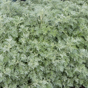 Armoise Powis Castle - Artemisia arborescens Powis Castle - Willemse