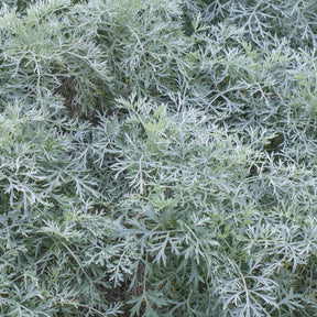 Artemisia arborescens Powis Castle - Armoise Powis Castle - Armoise