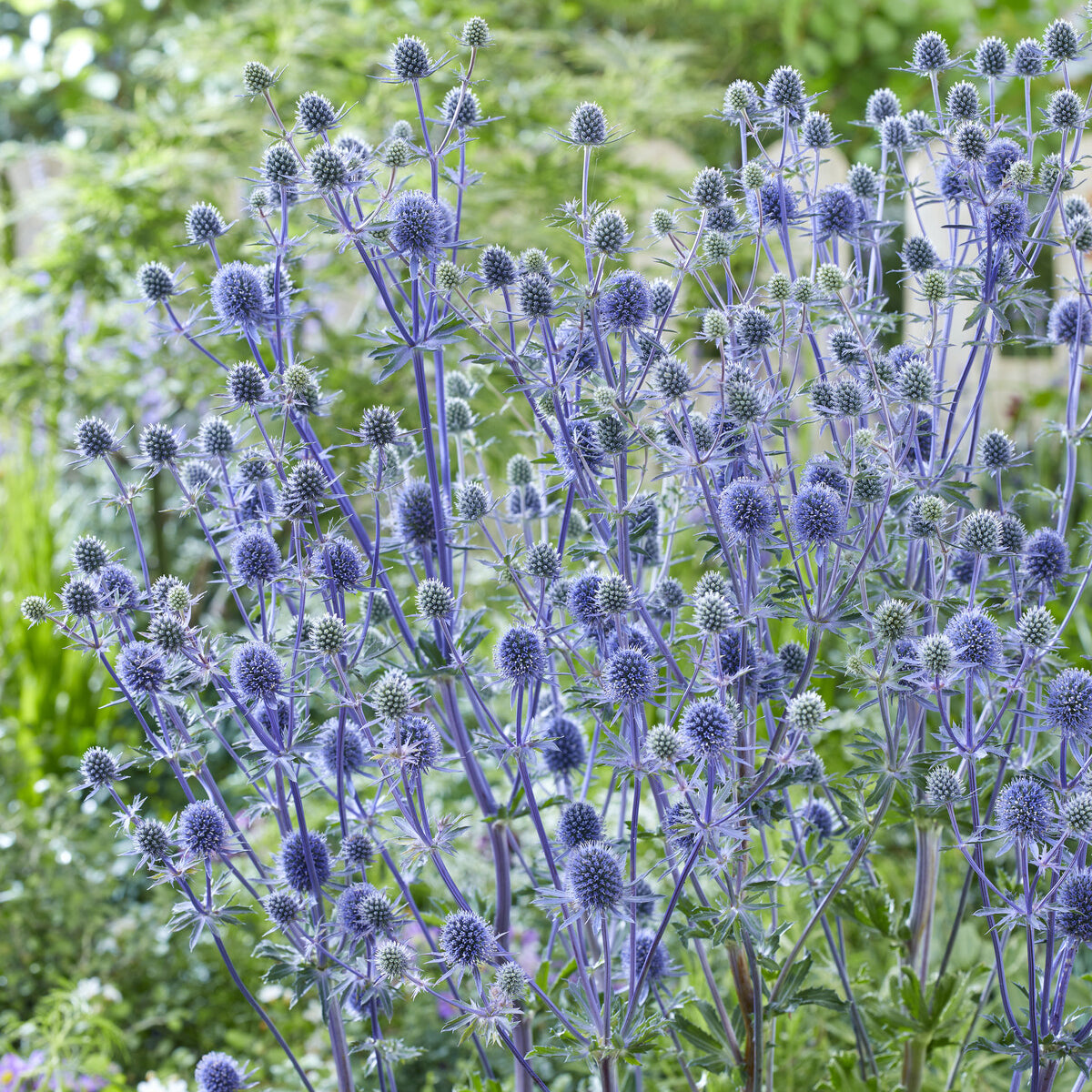 3 Chardons bleus