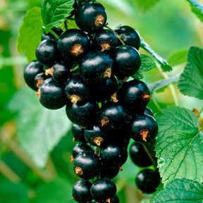 Cassissier Titania - Ribes nigrum 'titania' - Plantes