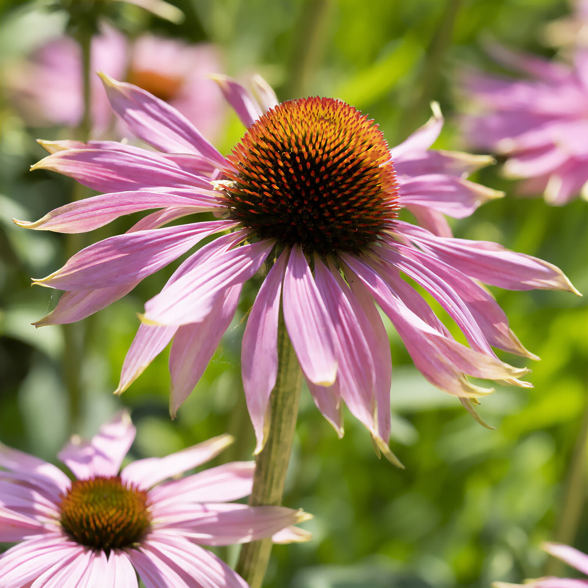 Rudbeckia pourpre - Echinacea - Echinacea purpurea - Willemse