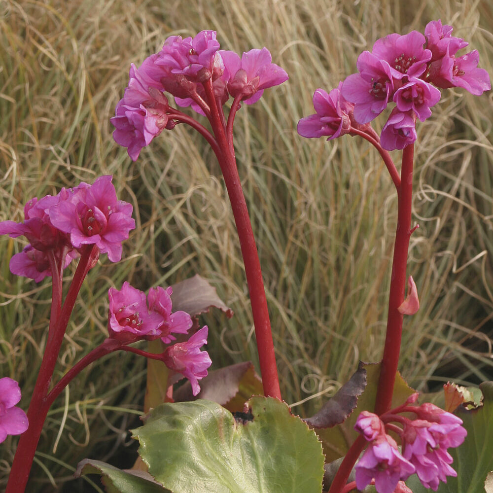 Bergénia Abendglut Plante des savetiers Abendglut