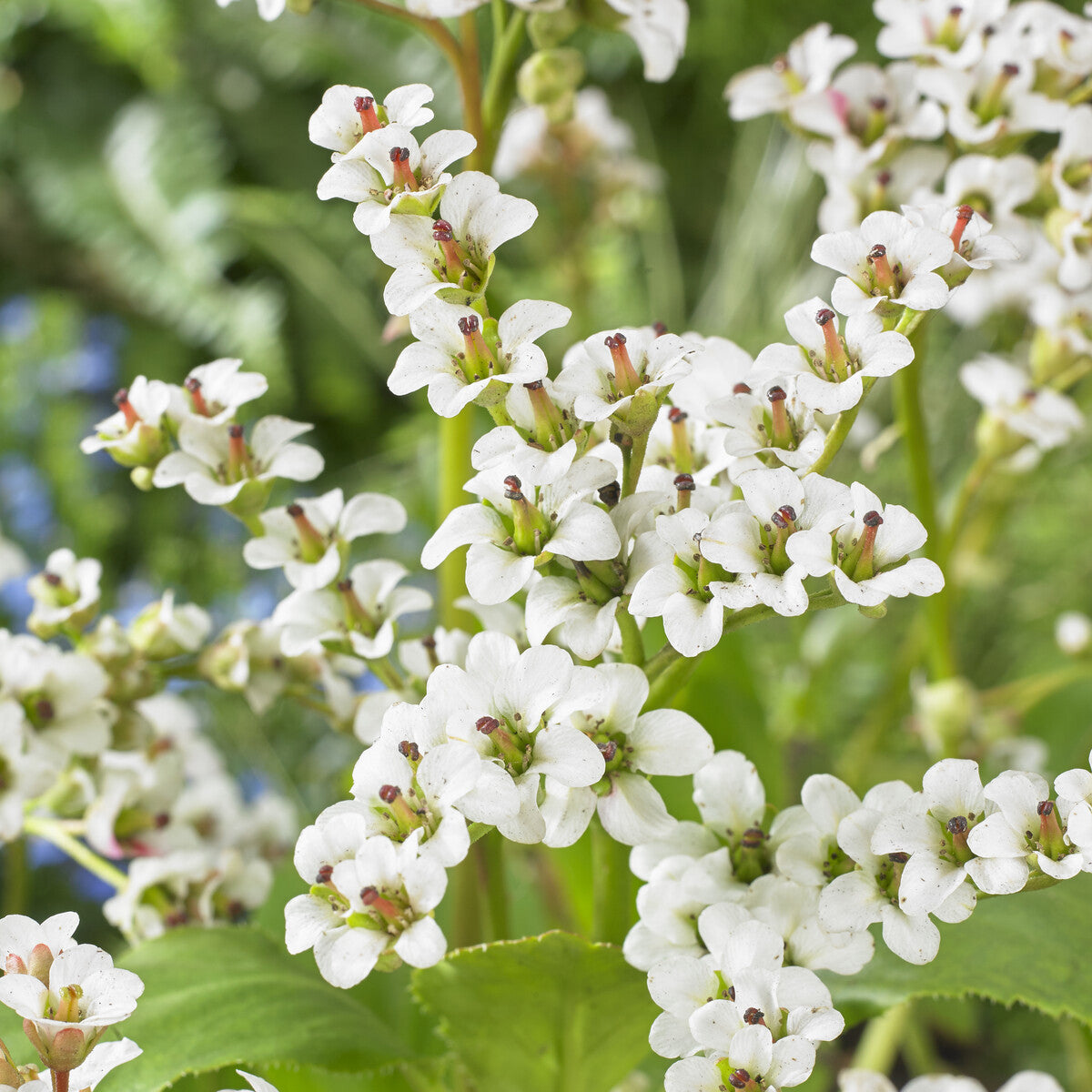 Bergénia Bressingham White Plante des savetiers Bressingham White