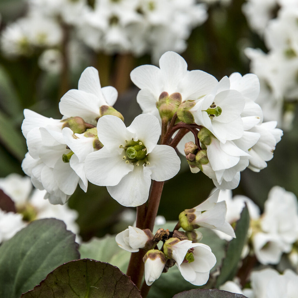 Bergénia Bressingham White Plante des savetiers Bressingham White