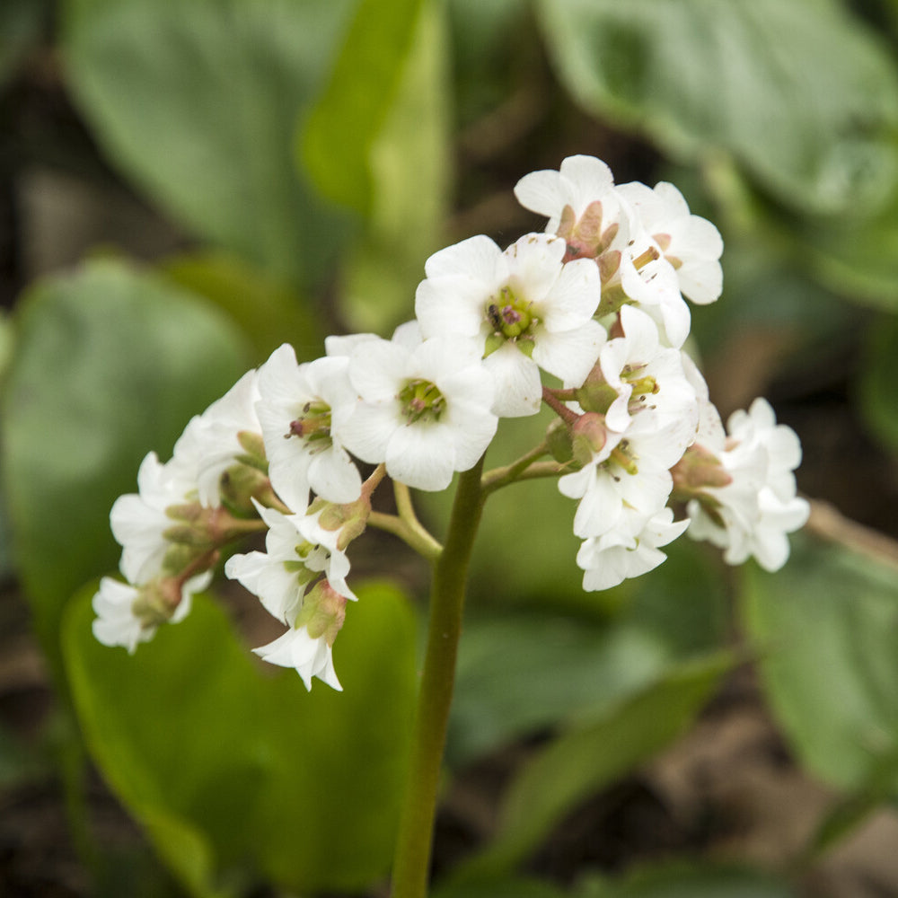 Bergenia Bressingham White - Bergénia Bressingham White - Bergénia