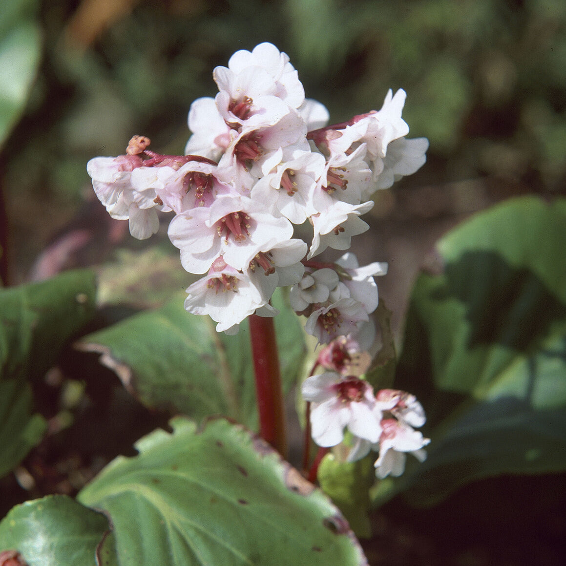 Bergenia Silberlicht - Bergénia Silberlicht - Bergénia