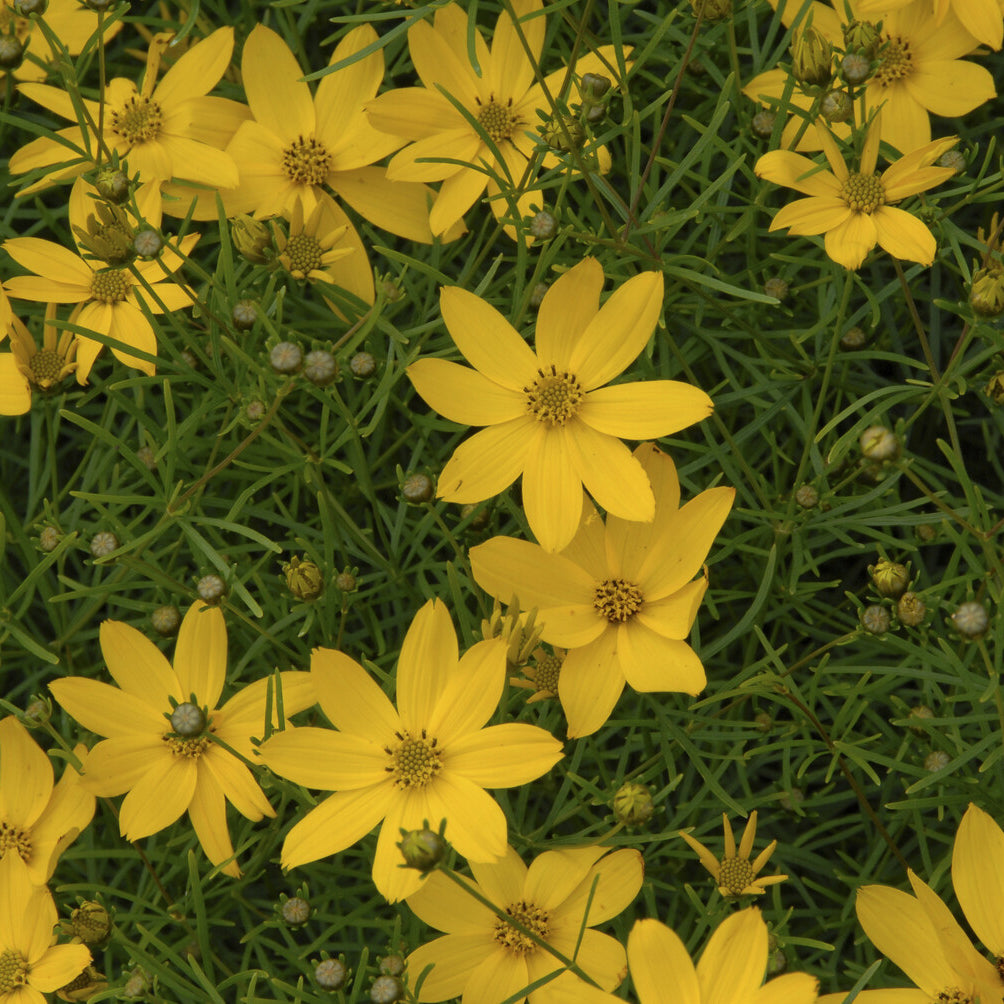 3 Coreopsis verticillé Zagreb - Willemse