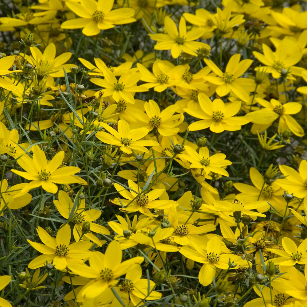 3 Coreopsis verticillé Zagreb - Coreopsis verticillata Zagreb - Willemse