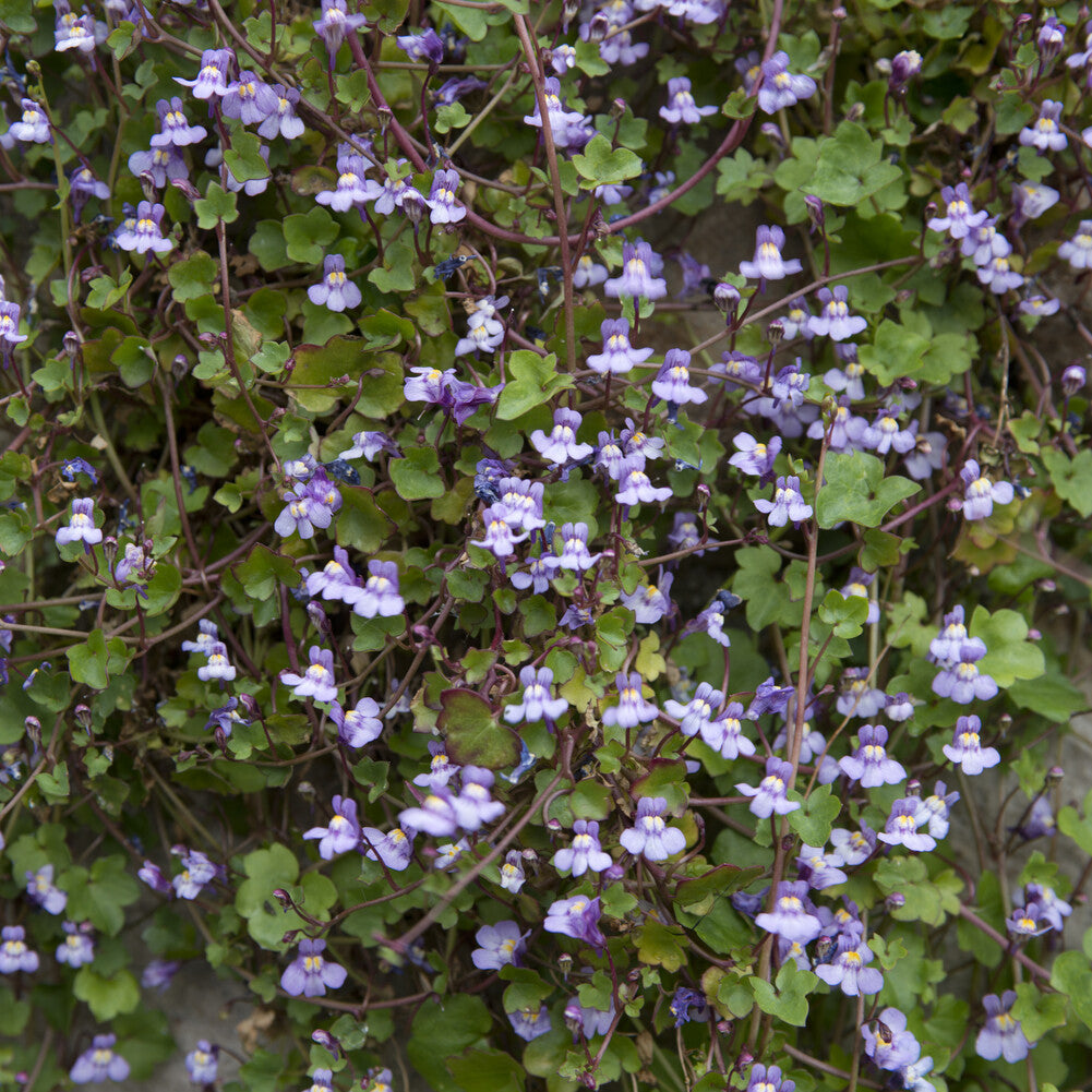 Cymbalaria muralis - 3 Cymbalaires des murs - Ruine de Rome - Plantes de rocailles