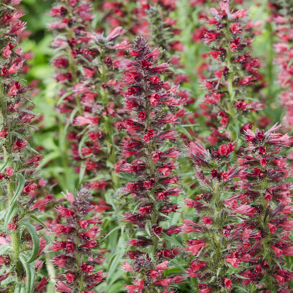 Vipérine rouge Red Feathers Vipérine charmante Red Feathers