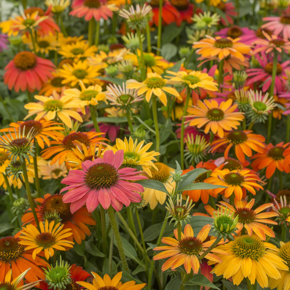 Rudbeckia pourpre Cheyenne Spirit - Echinacea - Willemse