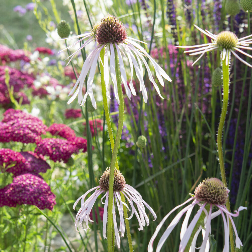 Rudbeckia pâle Hula Dancer Echinacée pâle Hula Dancer