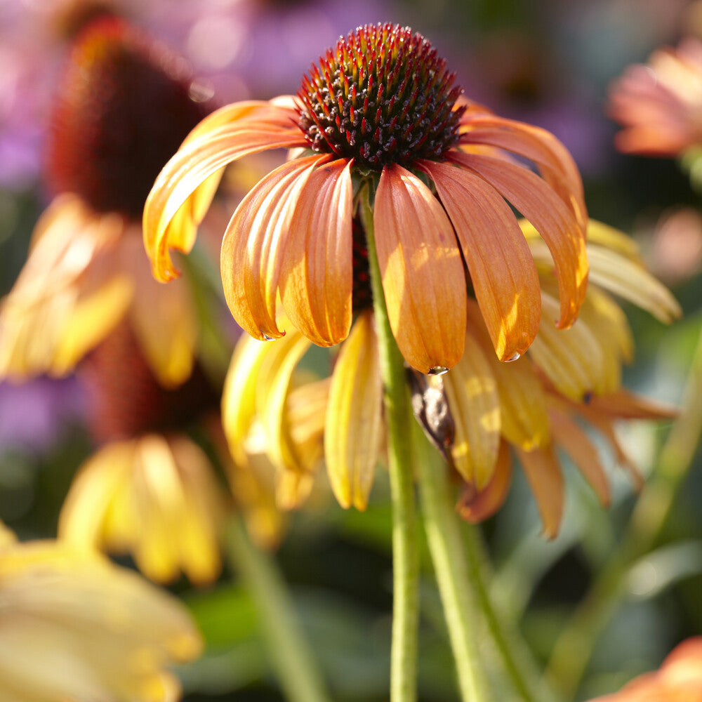 Rudbeckia pourpre Tangerine Dream - Echinacea - Willemse