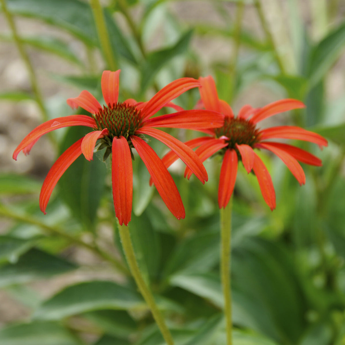 Rudbeckia Tomato soup Echinacée pourpre