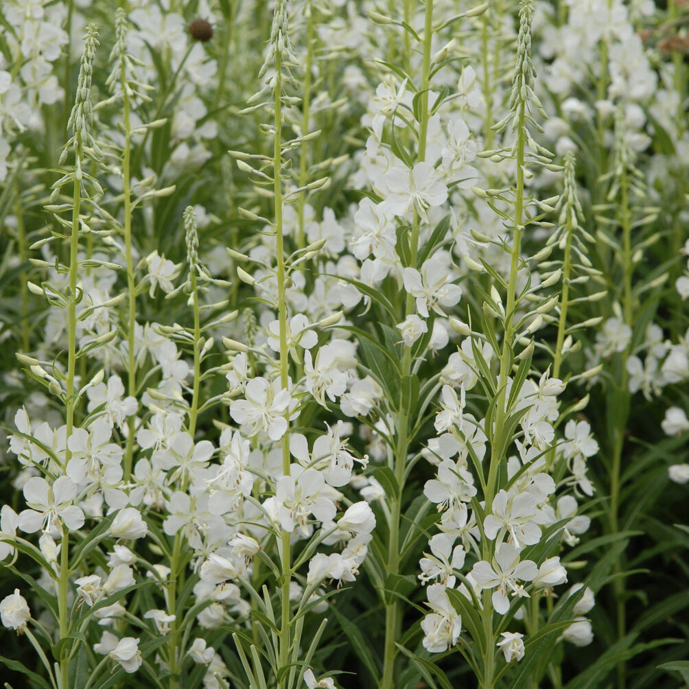 Épilobe en épis blanche Laurier de Saint-Antoine blanc