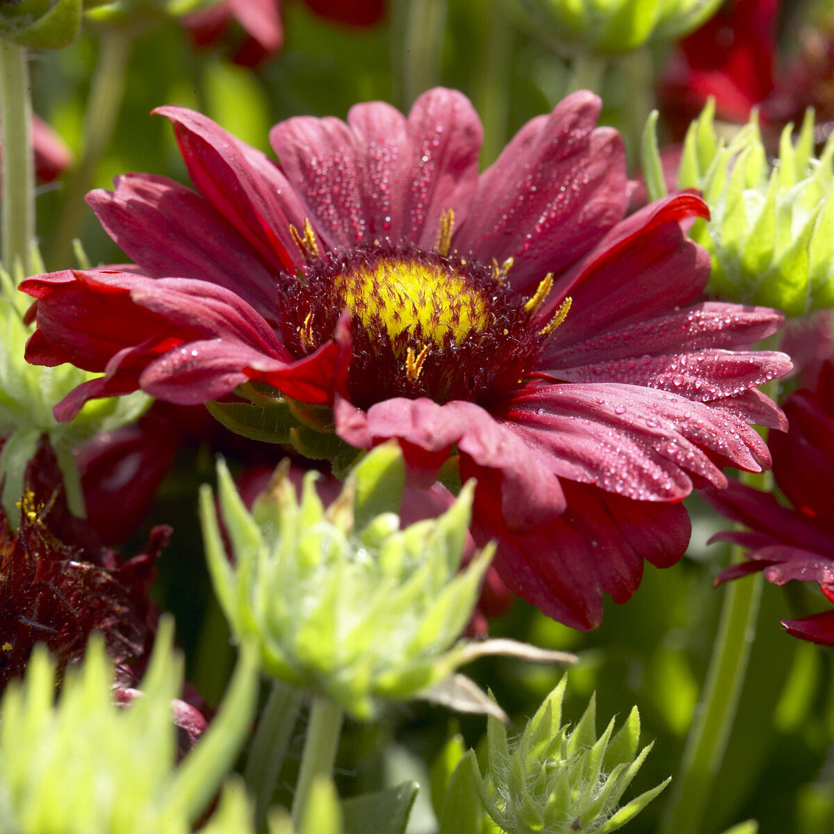 3 Gaillardes Bourgogne