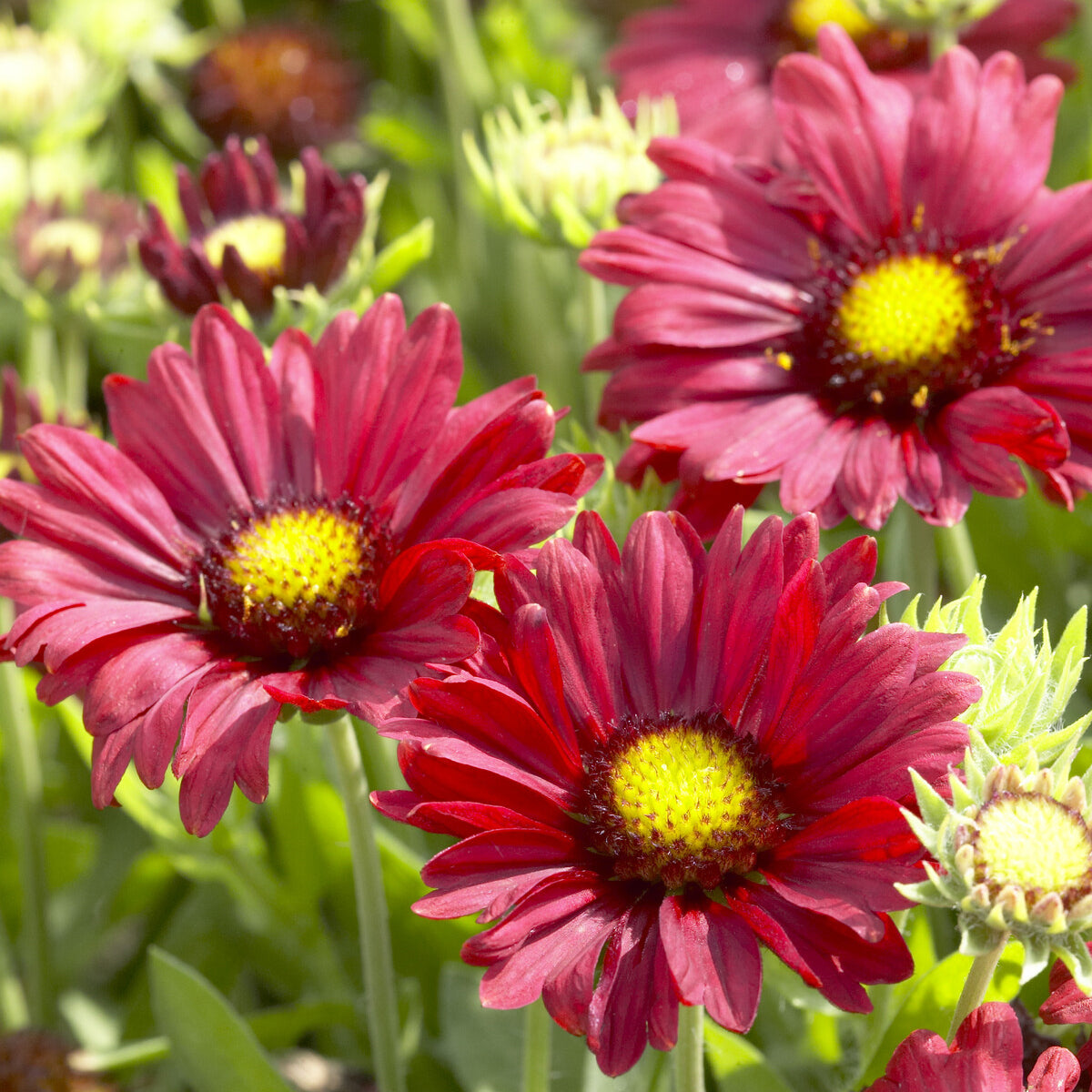 3 Gaillardes Bourgogne - Gaillardia Burgunder - Willemse